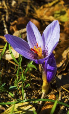 Güzel mavi Çiğdem portre