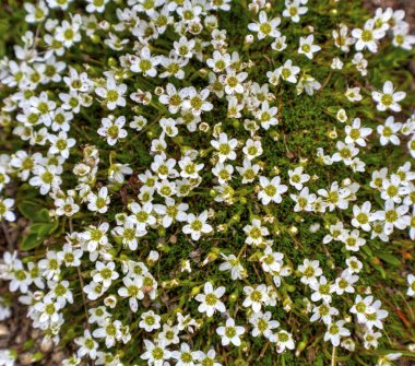 Taze beyaz bahar çiçekleri arka plan
