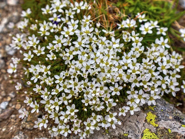 Friss Fehér Tavaszi Virágok Háttér — Stock Fotó
