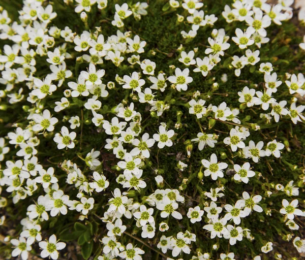 Friss Fehér Tavaszi Virágok Háttér — Stock Fotó