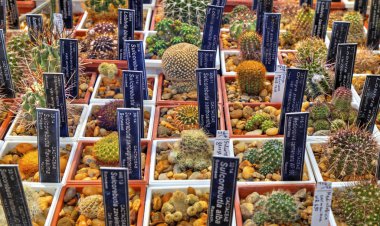 Tencere ve etiketlerde çeşitli kaktüs bitkilerinin isimleriyle güzel bir manzara.