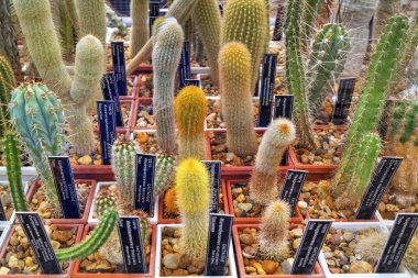 Tencere ve etiketlerde çeşitli kaktüs bitkilerinin isimleriyle güzel bir manzara.
