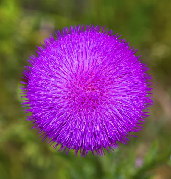 Beautiful Fresh Flower Close View — Stock Photo, Image