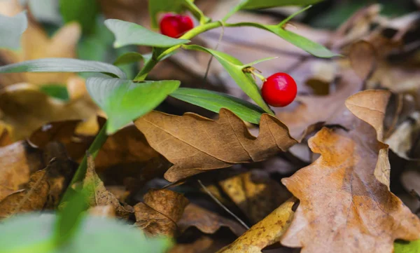 Üzerinde Küçük Kırmızı Meyveler Olan Güzel Yeşil Çalı Yakından Bak — Stok fotoğraf