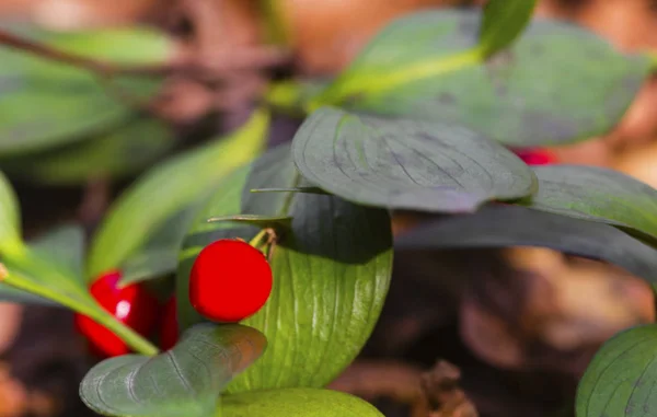 Beautiful Evergreen Bush Small Red Fruit Close View — Stock Photo, Image