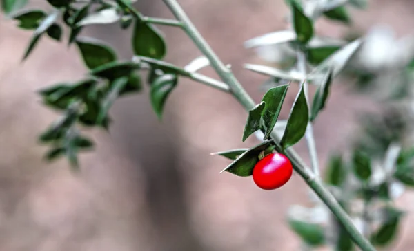 Beautiful Evergreen Bush Small Red Fruit Close View — 스톡 사진