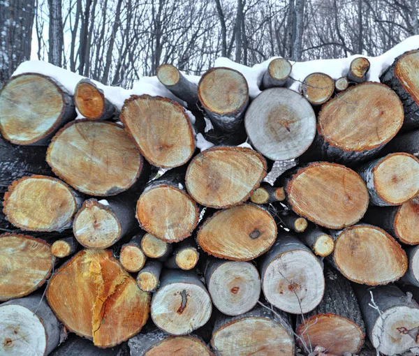 Background Fresh Cut Timber Winter Forest — Stock Photo, Image