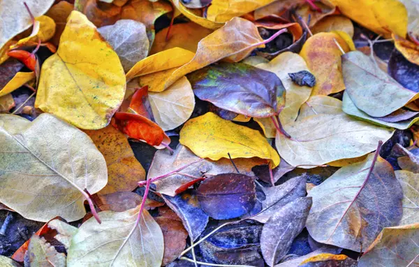 Background Colorful Autumn Leaf Close View — Stock Photo, Image