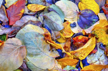 Renkli sonbahar yaprağının arka planı yakın görünüm