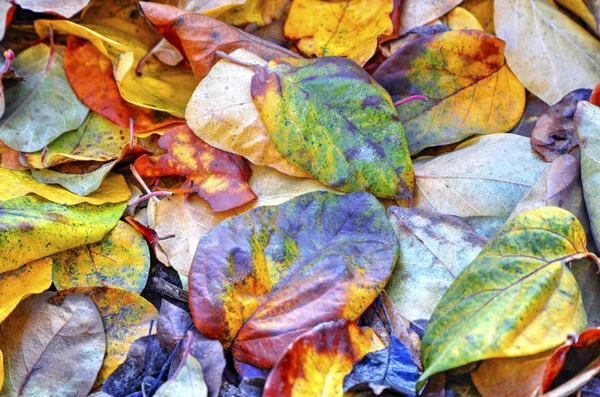Renkli Sonbahar Yaprağının Arka Planı Yakın Görünüm — Stok fotoğraf