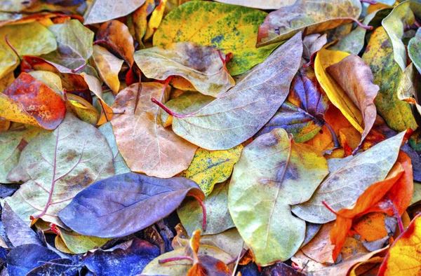 Background Colorful Autumn Leaf Close View — Stock Photo, Image