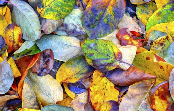 Renkli Sonbahar Yaprağının Arka Planı Yakın Görünüm — Stok fotoğraf