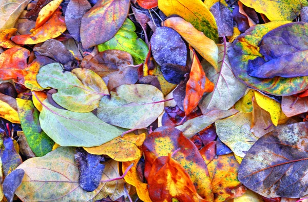 Background Colorful Autumn Leaf Close View — Stock Photo, Image