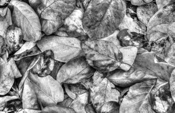 Background Dried Autumn Leaf Black White — Stock Photo, Image