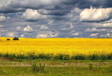 Mavi gökyüzü ve taze sarı tarım arazisiyle güzel bir manzara.