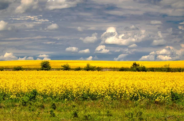 Mavi Gökyüzü Taze Sarı Tarım Arazisiyle Güzel Bir Manzara — Stok fotoğraf