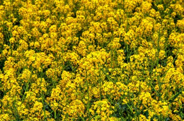 Taze bahar çiçeklerinin güzel arkaplanı. Yakın manzara.