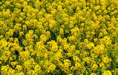 Taze bahar çiçeklerinin güzel arkaplanı. Yakın manzara.