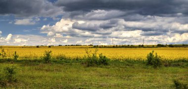 Mavi gökyüzü ve taze sarı tarım arazisiyle güzel bir manzara.
