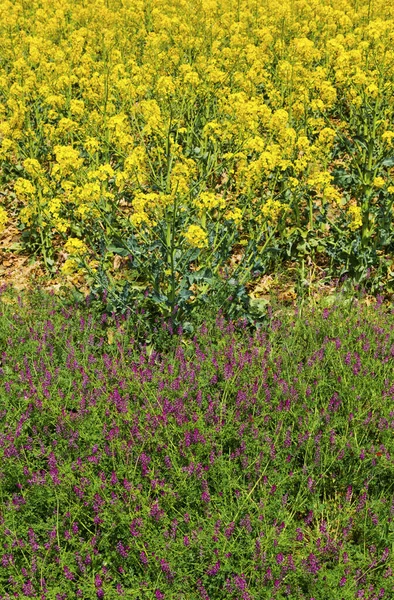 Piękne Tło Świeżych Wiosennych Kwiatów Bliska Widok — Zdjęcie stockowe