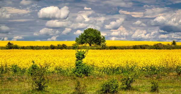 Hermoso Paisaje Con Cielo Azul Campo Agrícola Amarillo Fresco — Foto de Stock