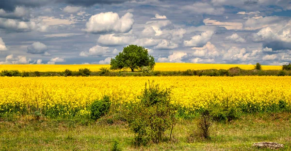 Hermoso Paisaje Con Cielo Azul Campo Agrícola Amarillo Fresco — Foto de Stock