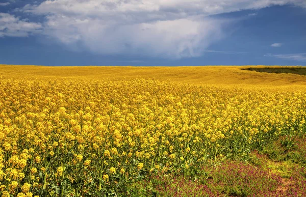 Hermoso Paisaje Con Cielo Azul Campo Agrícola Amarillo Fresco — Foto de Stock