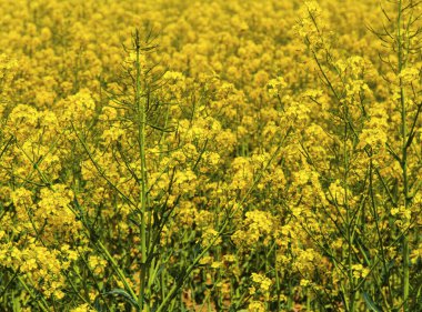 Taze kolza çiçeklerinin güzel arkaplanı...