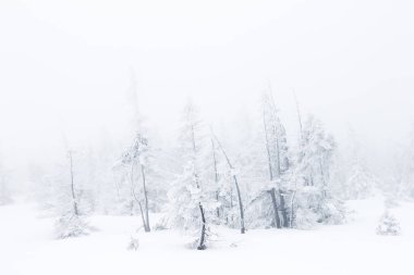 Karlı kış ormanı