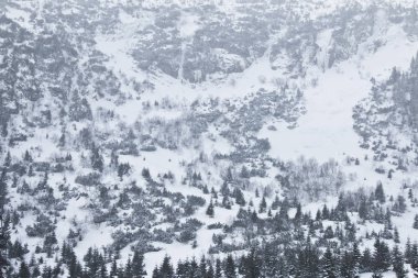 Karlı kış ormanı