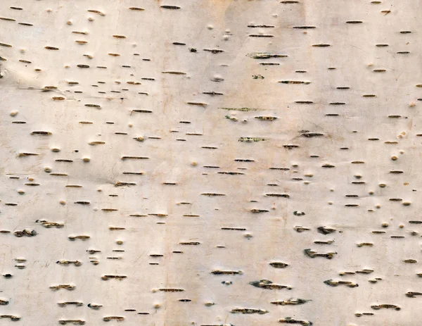 Birch bark background  on whitte — Stock Photo, Image
