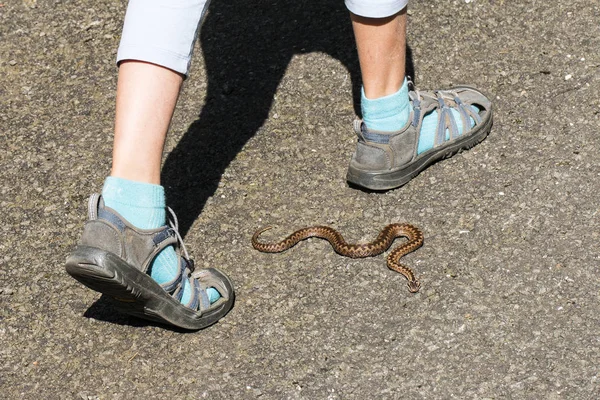 Avrupa klasik zehirli yılan engerek 