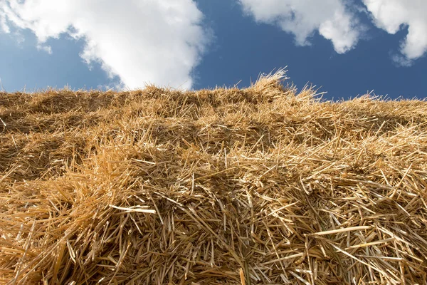 Ladang jerami setelah panen — Stok Foto
