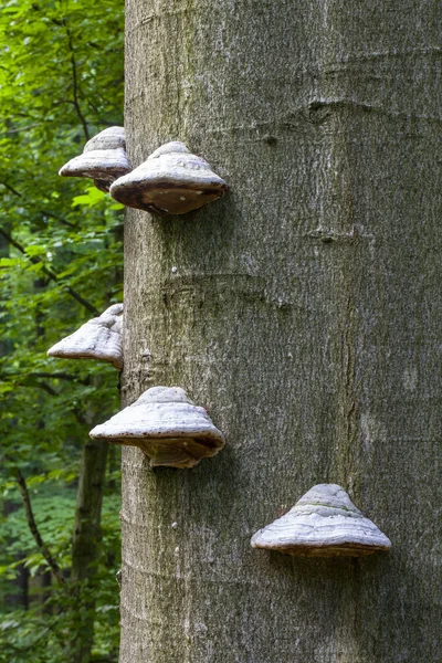 Fomes Fomentarius Fungus Tinder Mushroom — Stock Photo, Image