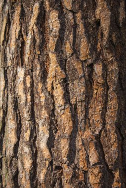Arkaplan için kahverengi ağaç kabuğu yakın plan.