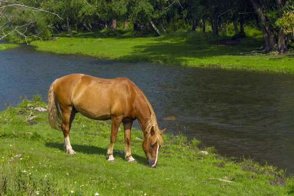 Cheval Seul Broute Sur Rivière — Photo