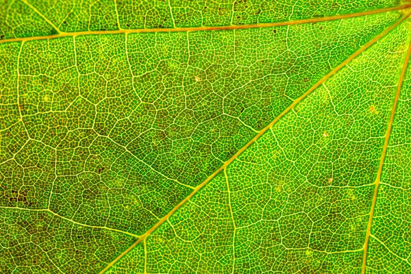 Foliagekonsistens. Tropiskt bladmönster. Abstrakt bakgrund. Natur — Stockfoto