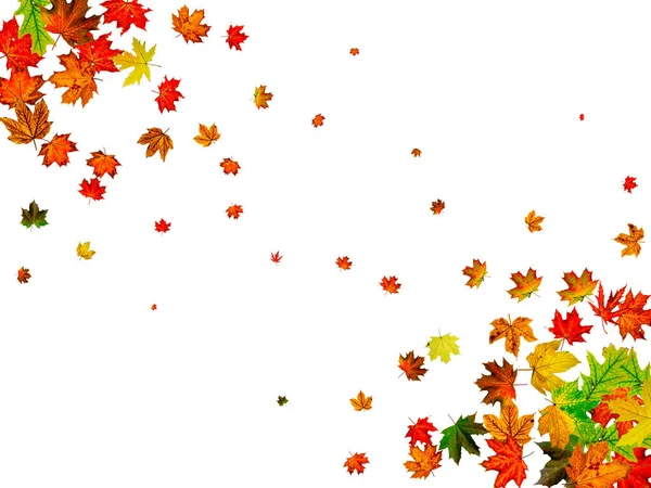 Hojas de otoño. Patrón de temporada de otoño aislado sobre fondo blanco. Concepto de Acción de Gracias —  Fotos de Stock