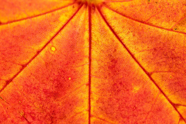 Motif des feuilles. Texture tropicale. Fond de feuillage abstrait. Nat ! — Photo