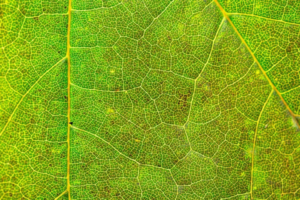 葉の質感。熱帯の葉のパターン。抽象的な背景。自然 — ストック写真