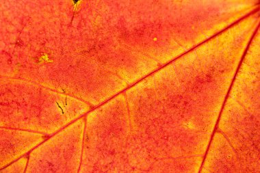 Yaprak dokusu arka planı. Soyut tropikal desen. Natu.