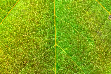 Yaprak dokusu. Soyut bitki örtüsü. Tropikal desen. Nat.