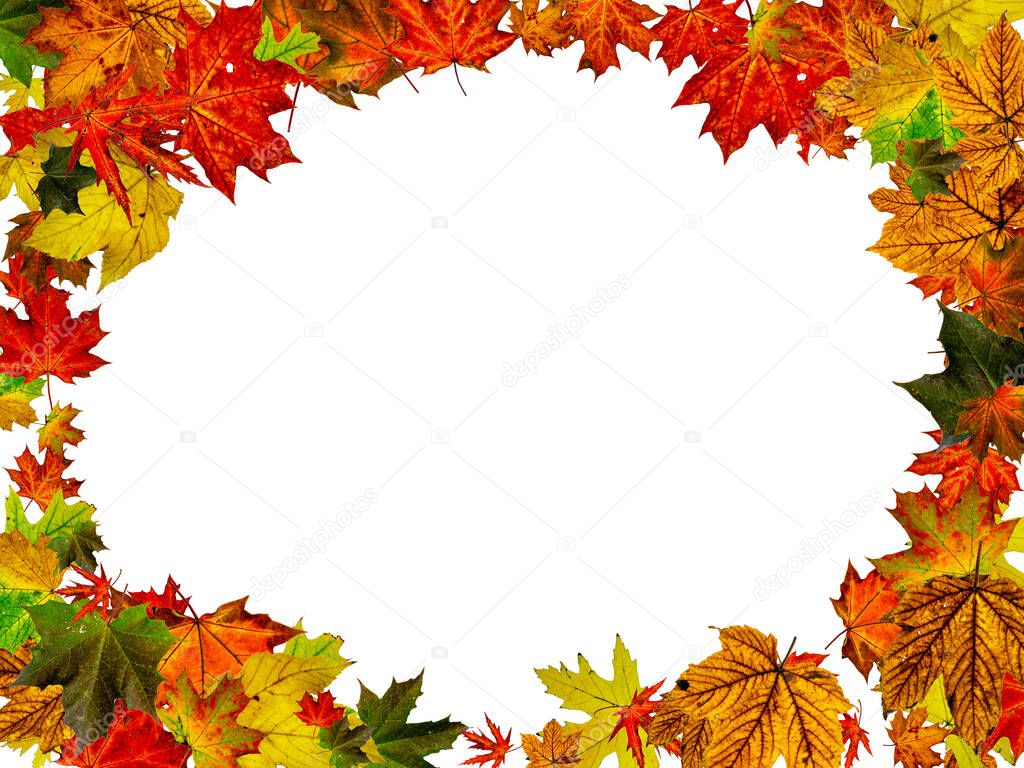 Leaves isolated. Autumn leaf pattern. Season falling leaves background.