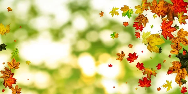 Herbstblätter grenzen ein. Oktober Danksagung Muster isoliert auf buntem Hintergrund. Fallendes Laub — Stockfoto