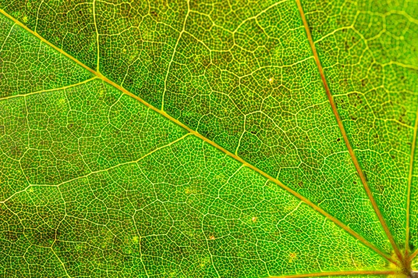 葉の背景。抽象的な質感の葉。熱帯のパターンナット — ストック写真