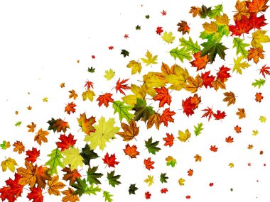 Sonbahar yaprağı izole. Düşen Ekim arkaplanı. Şükran Günü konsepti