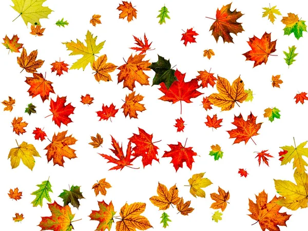Herbstblätter fallen. Saisonmuster isoliert auf weißem Hintergrund. Dankbarkeitskonzept — Stockfoto