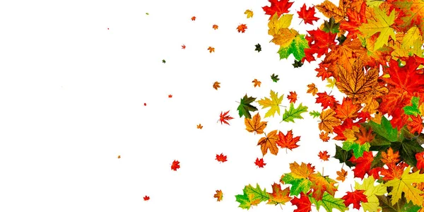 Herbstblätter fallen. Saisonmuster isoliert auf weißem Hintergrund. Dankbarkeitskonzept — Stockfoto