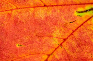 Yaprak izi. Tropik soyut desen. Yaprak arka planı. Doğa