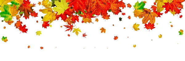 Deja aislado. Patrón de hoja de otoño. Temporada hojas que caen hacia atrás — Foto de Stock